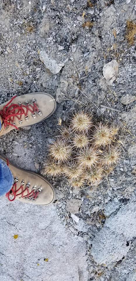 40599024_10156617612539328_4666600323517775872_n