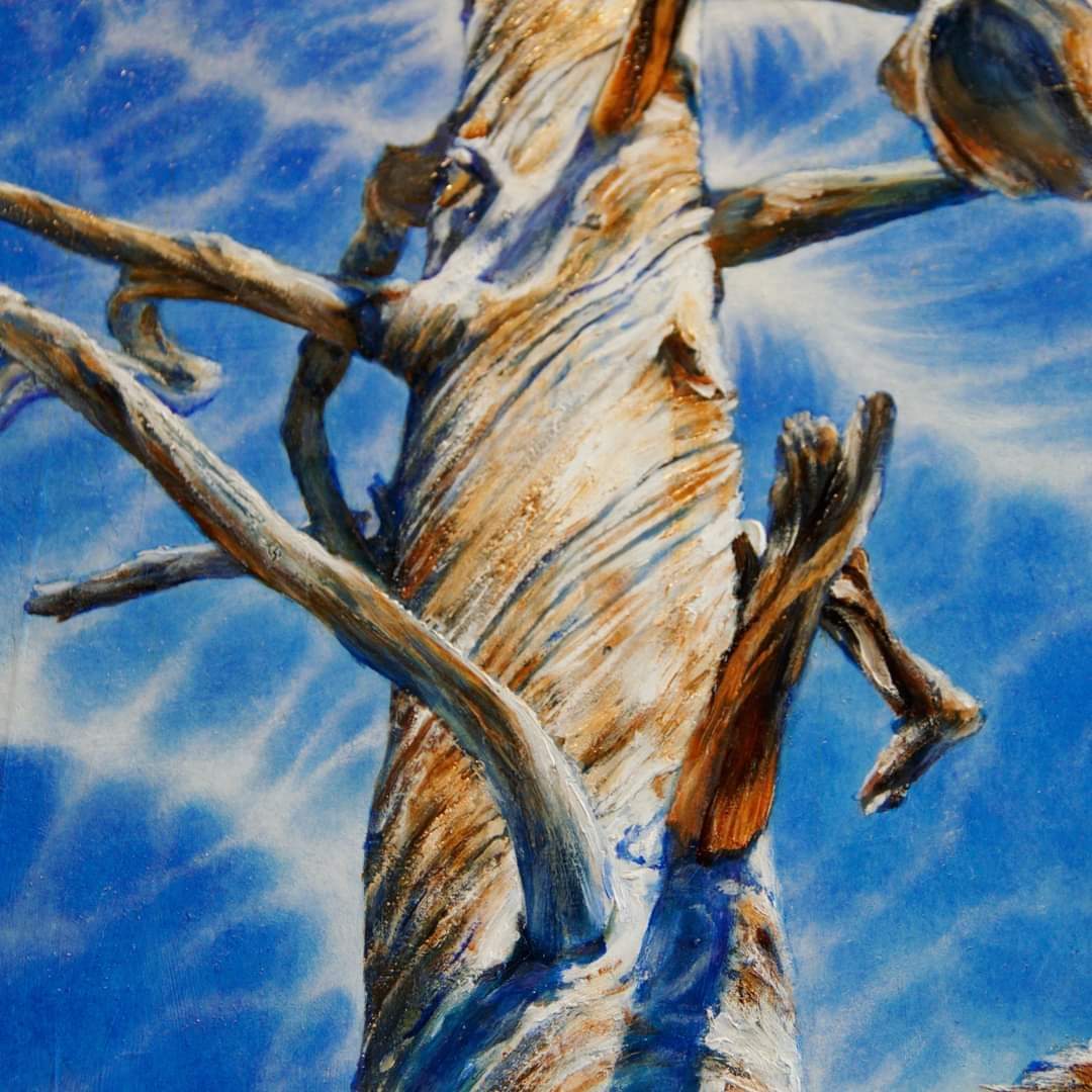 Boulder Mountain Ponderosa